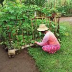 Food-for-work through communal and backyard gardening