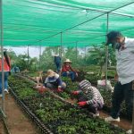 Malaybalay City offers free seedlings